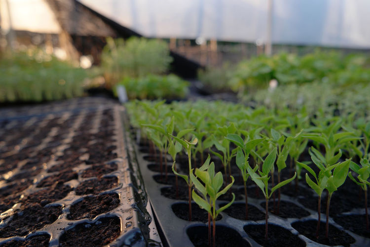 Close-up of seedlings tray on table