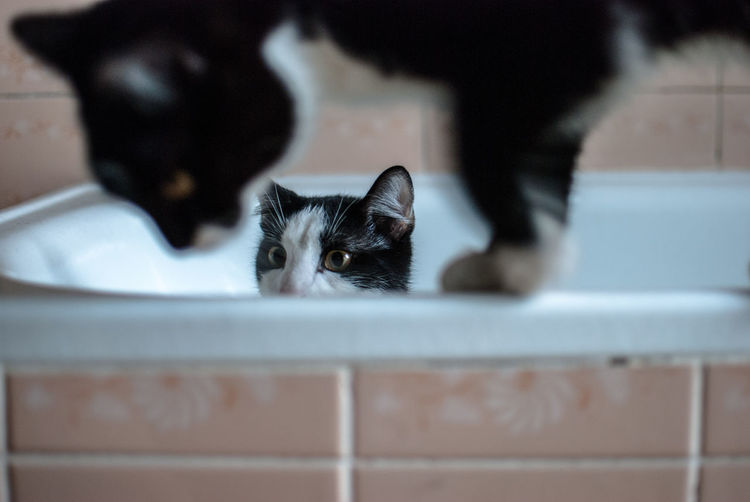 Black cat in bathtub