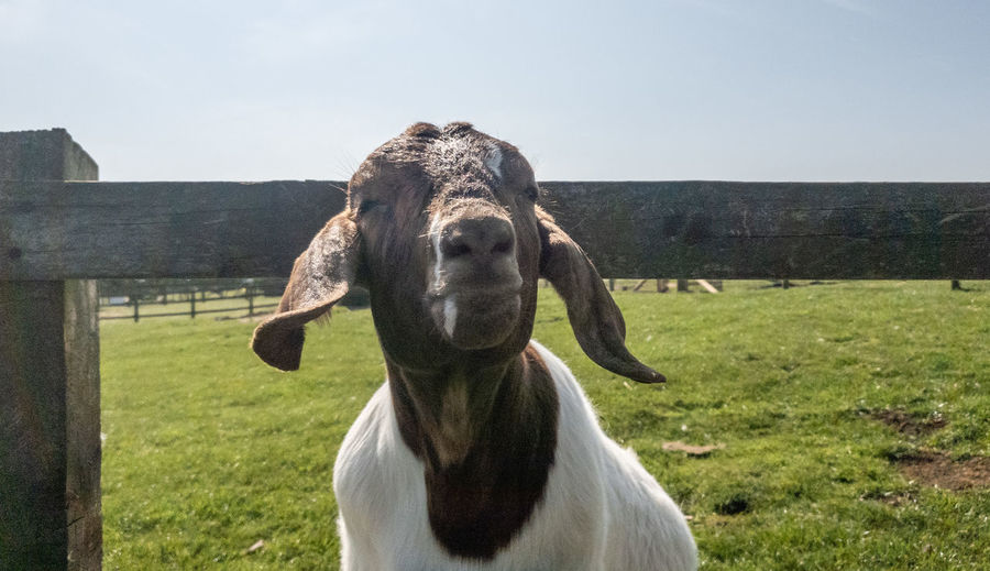 Goat poking it's head through a fence 