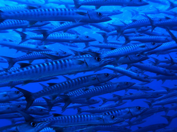 Close-up of fish in sea