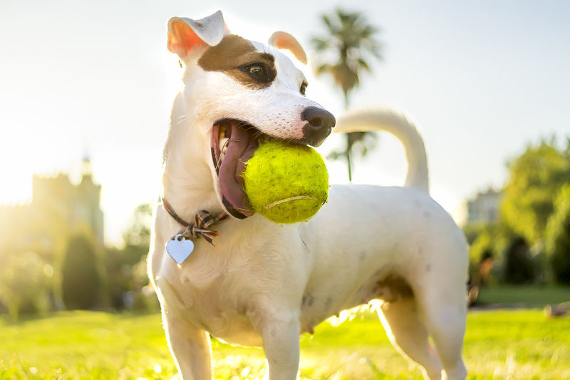View of a dog with ball in field