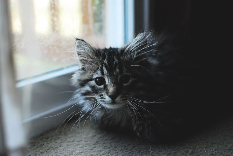 Portrait of cat at home
