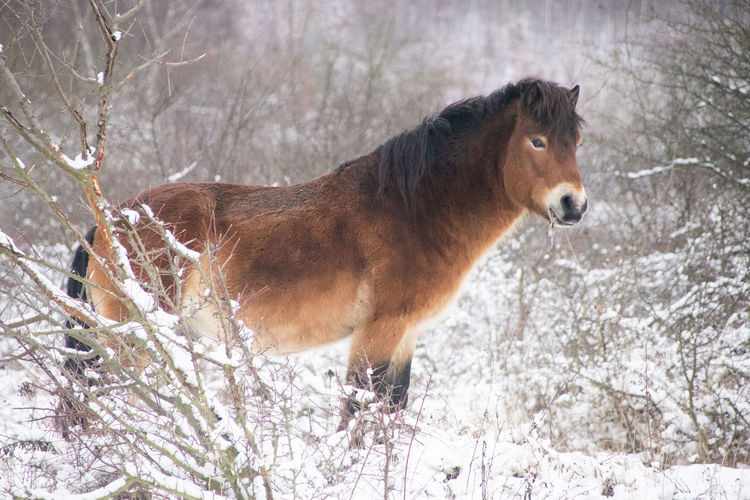 Close-up of horse on snow covered field