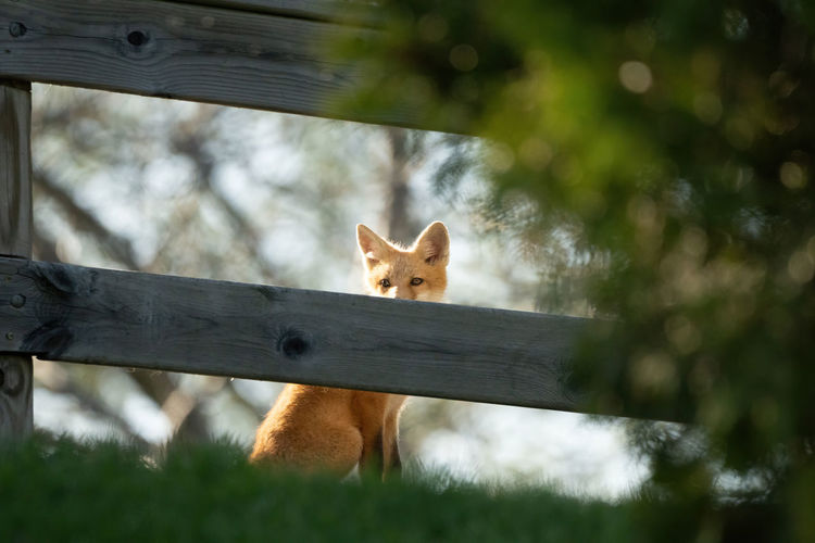 Red fox kit is watchful while sitting on a bridge