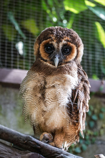 Close-up portrait of owl perching outdoors