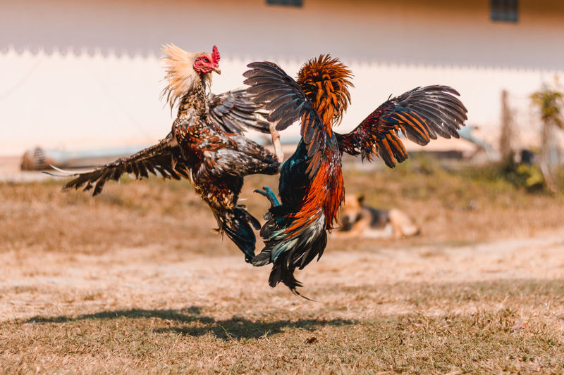 Animal Fight pictures | Curated Photography on EyeEm