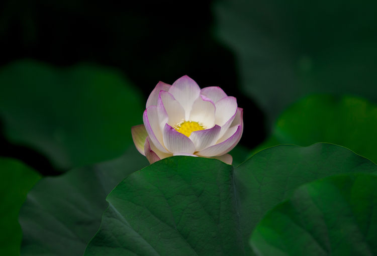 Close-up of pink lotus water lily