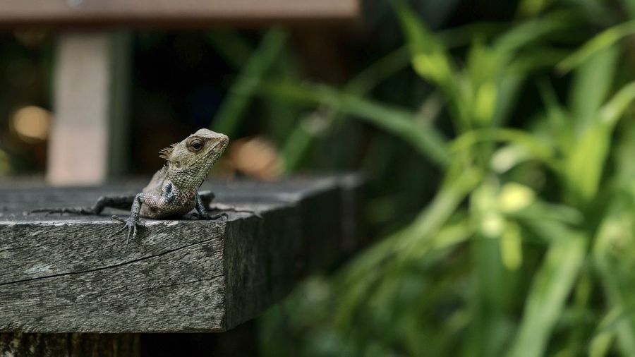 Close-up of lizard on wooden post