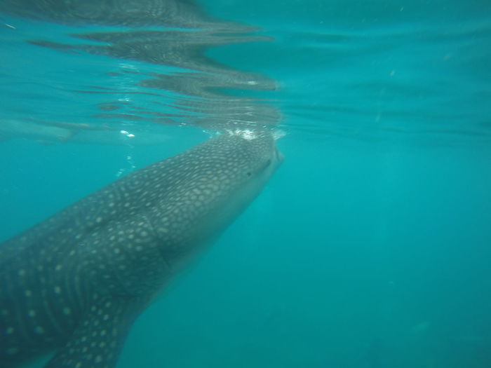 Swimming in sea