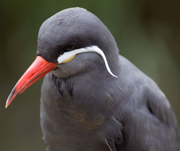Close-up of inca tern looking down