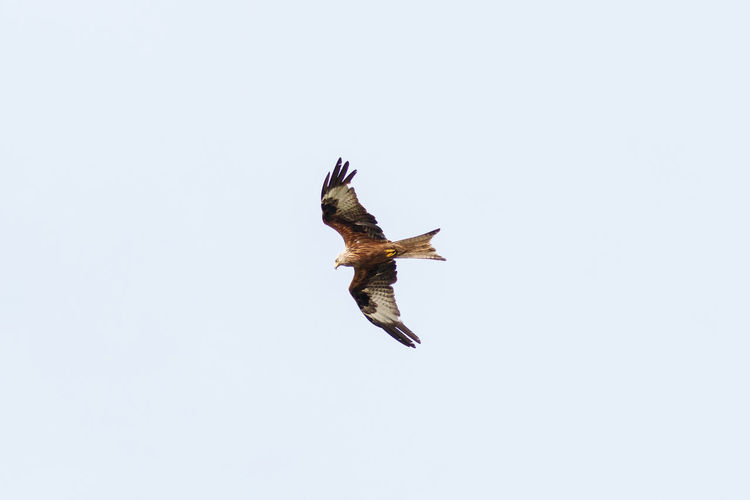 Low angle view of eagle flying in sky