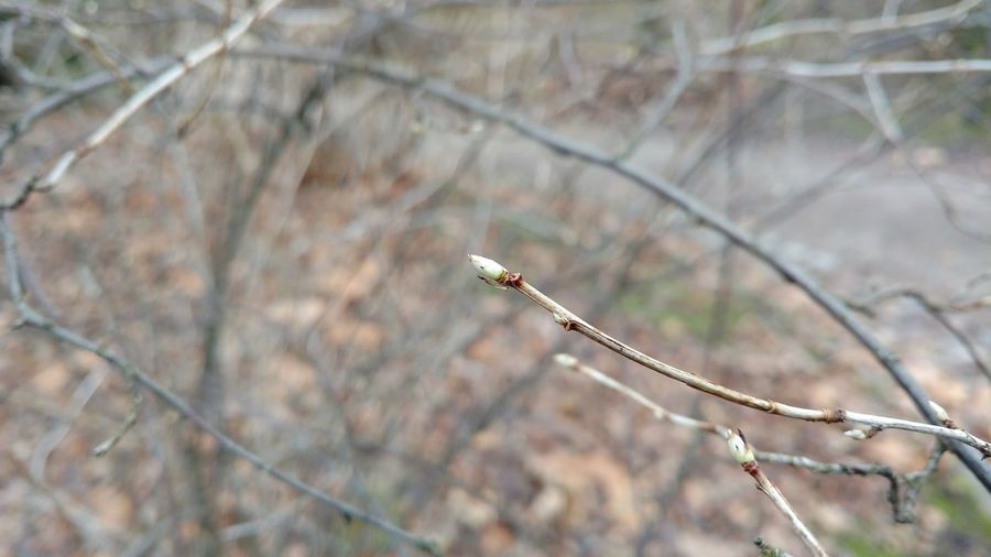 Close-up of lizard on branch