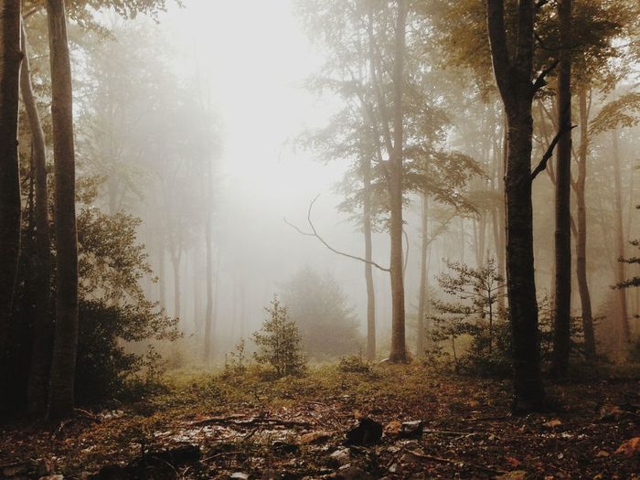 Trees in forest during foggy weather