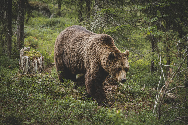  bear walking in forest