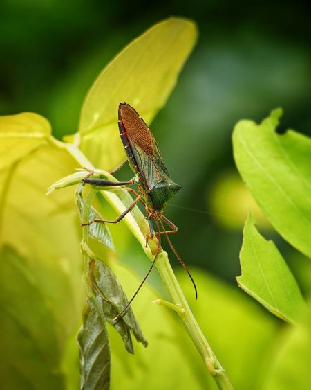 Leaf-footed bug  perched on the young stem in close-up view. shot at singapore botanic gardens.