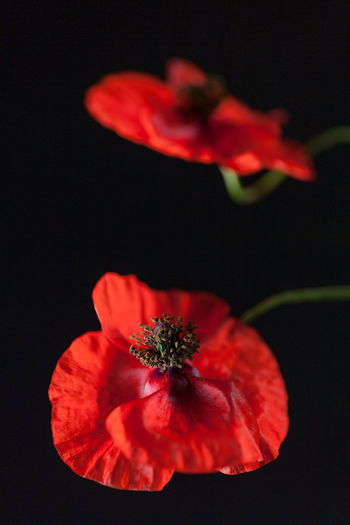 Close-up of red poppy against black background
