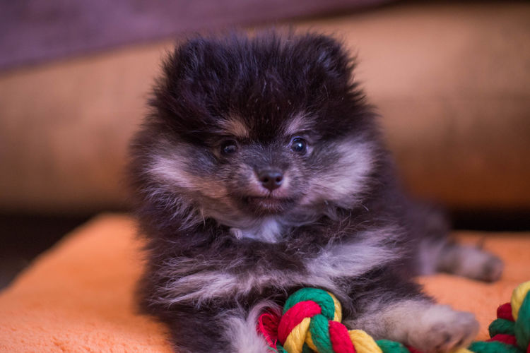 Portrait of cute puppy