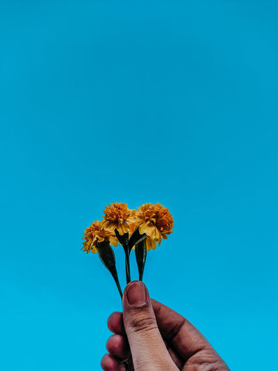 Person holding flowering plant against blue sky