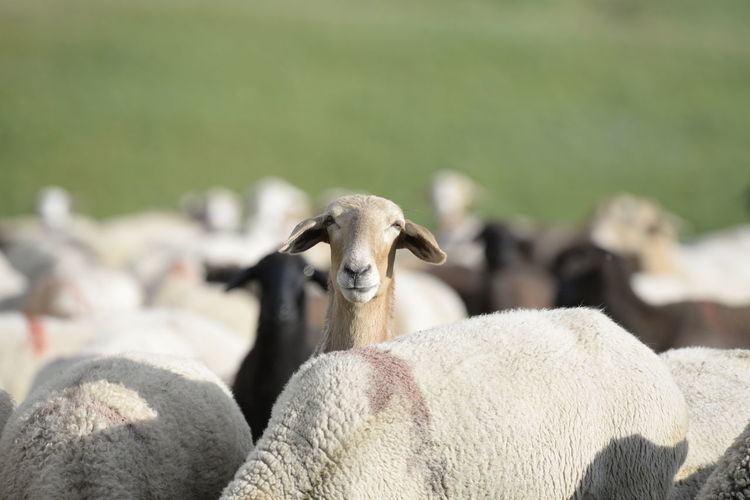 Close-up flock of sheep
