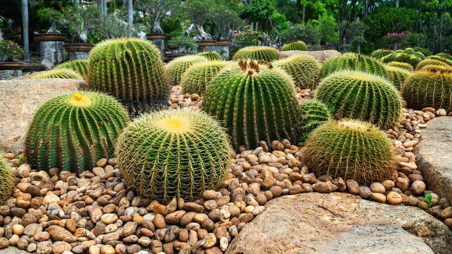 Cactus growing in garden
