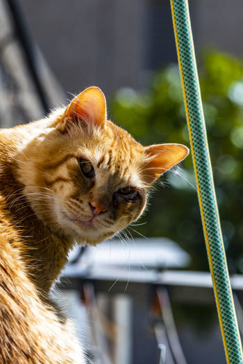 Close-up of my ginger cat looking at the camera