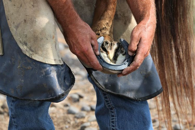 Farrier fitting shoes 