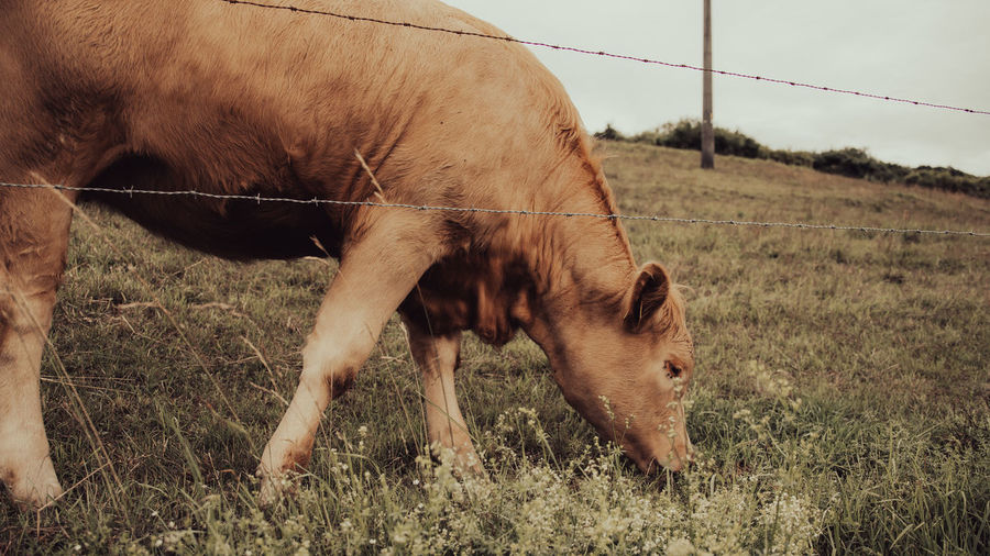 Horse grazing in field
