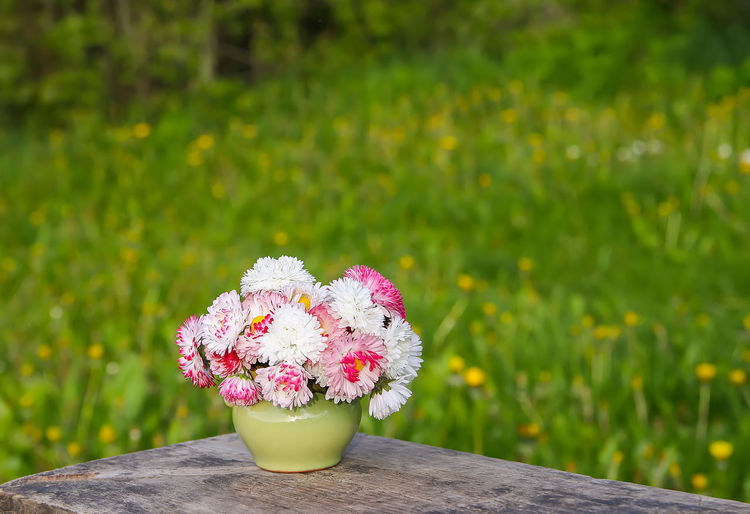 Close-up of pink flower on plant