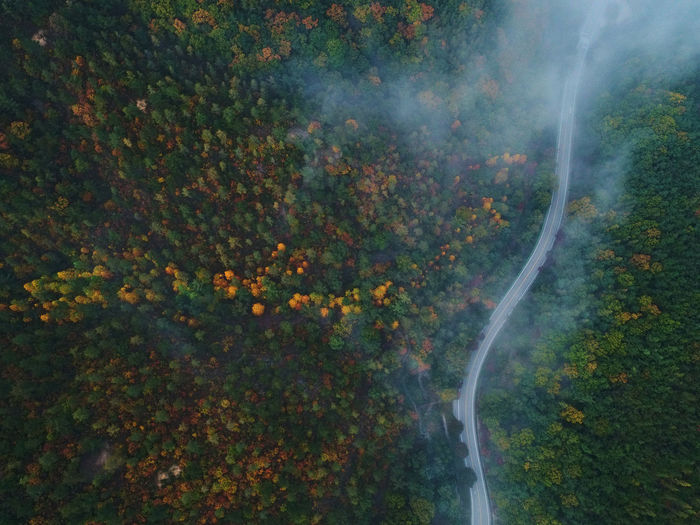 Trees in forest against sky