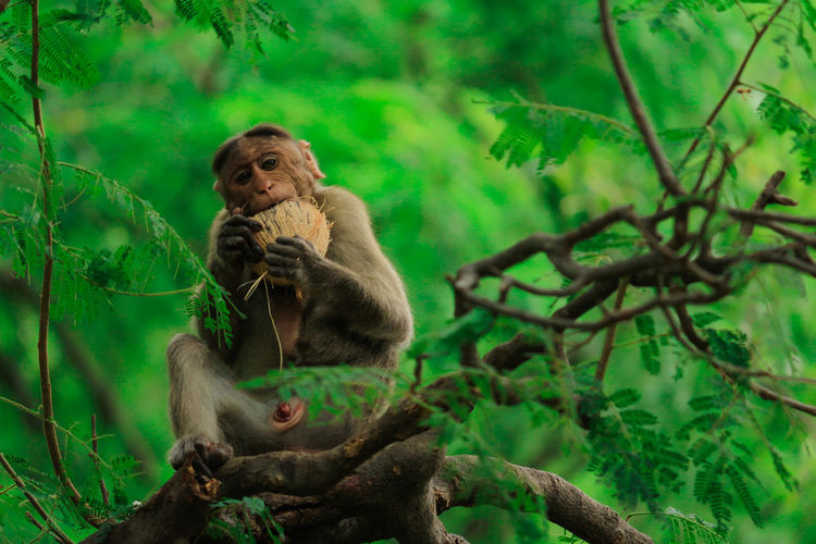 Indian monkey sitting on tree and eating coconut