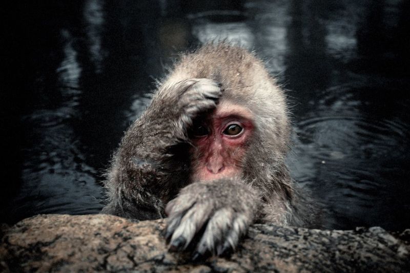 Portrait of japanese macaque bathing in hot spring