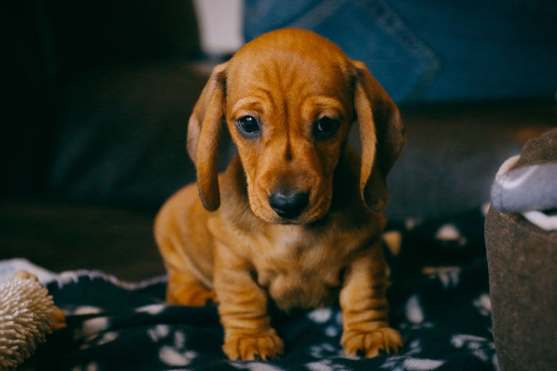 Close-up portrait of dog