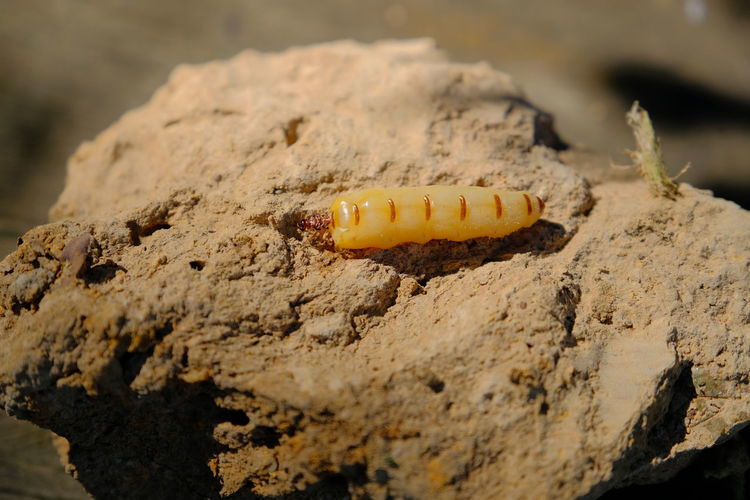 Chubby termite queen