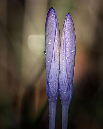 Close-up of wet purple crocus flower