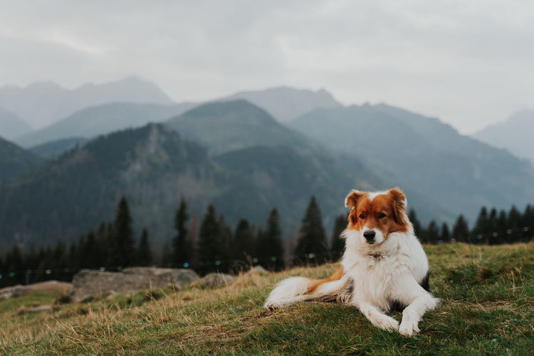 Dog sitting against mountain range