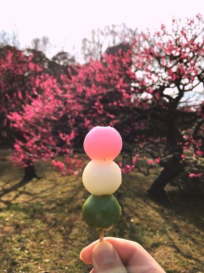 Close-up of hand holding apple against trees