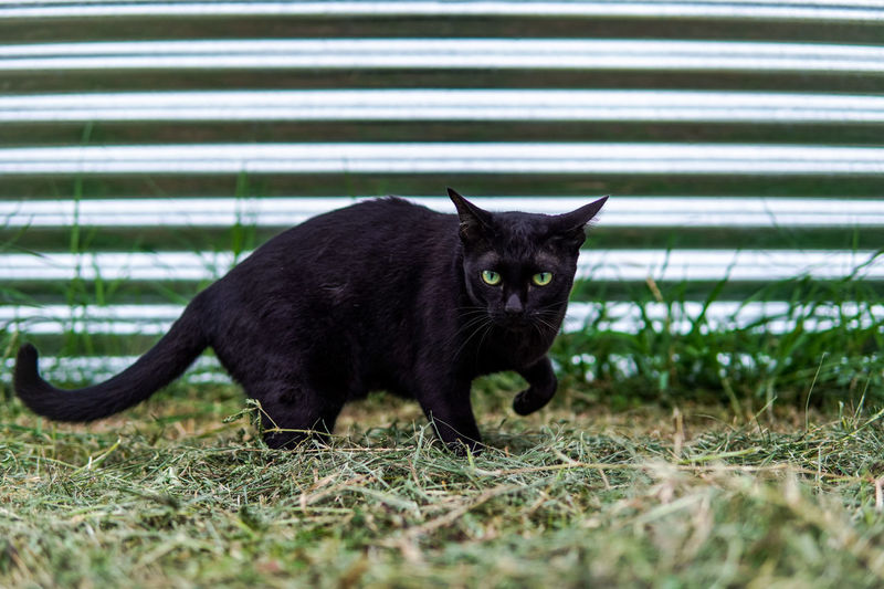 Portrait of a black cat on field