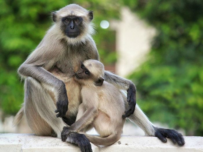 Monkeys sitting on tree