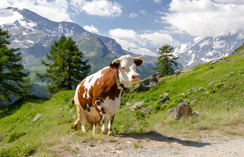 Portrait of grazing cow in the mountains. summer in valgrisenche. italian alps. valle d'aosta. italy