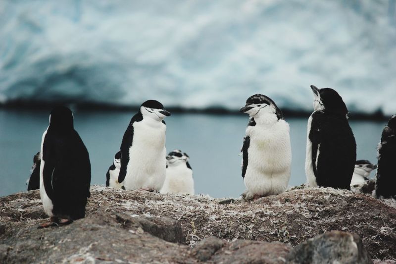 Chinstrap penguins looking at each other