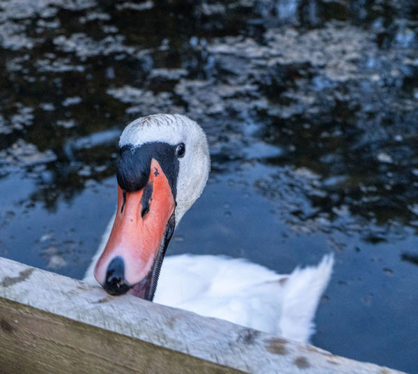 Close upon male mute swan head and beak