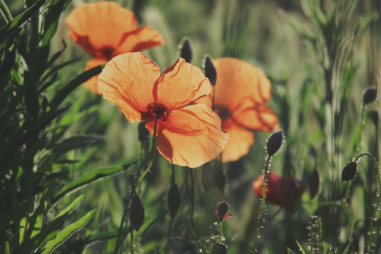 Close-up of orange poppy plant on field