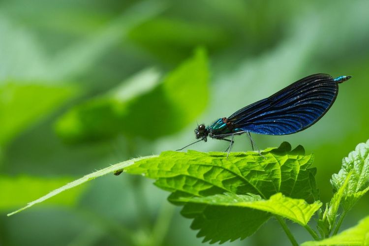 Close-up of blue damselfly on plant