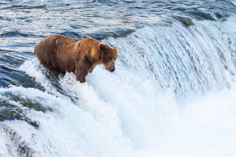 Bear in water