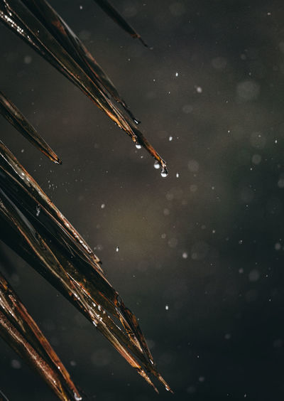 High angle view of raindrops on plants at night
