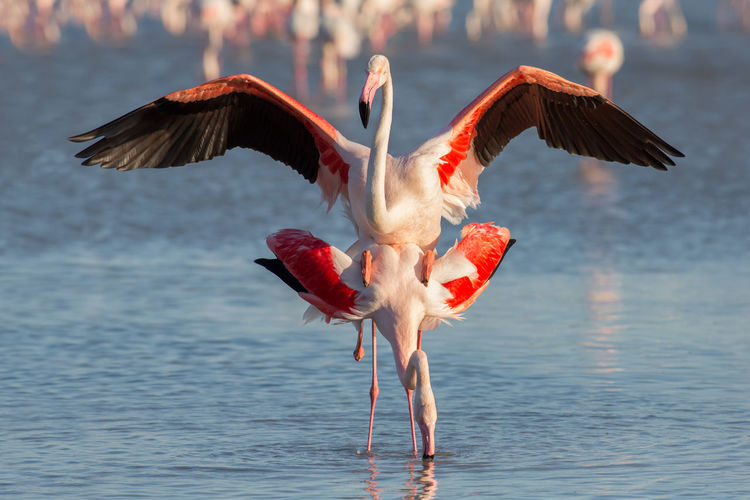 Flamingoes mating in river