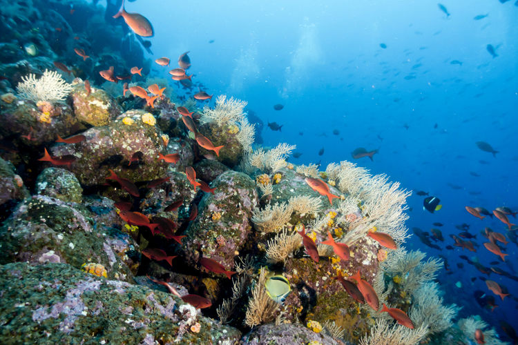 Fish swimming in sea