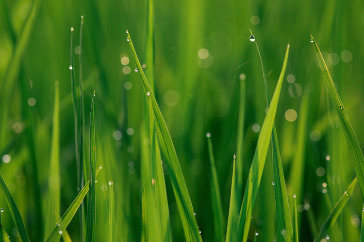 Morning dew on the meadow