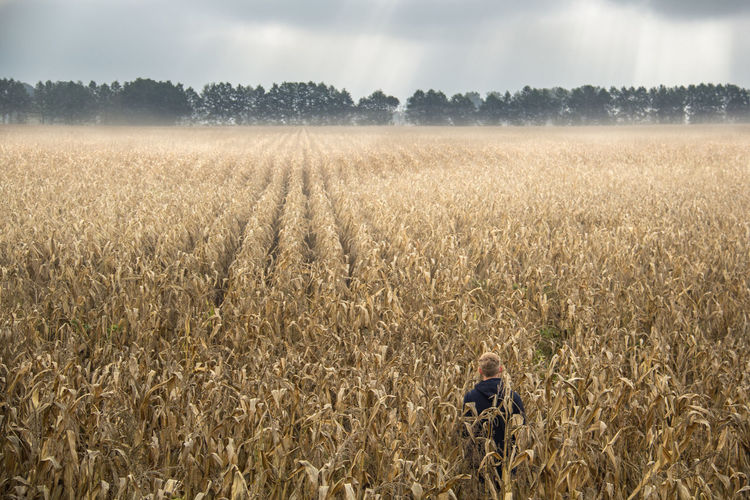 Rear view of man standing dry corn field against cloudy sky