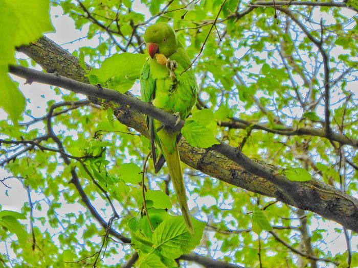Low angle view of parrot on branch